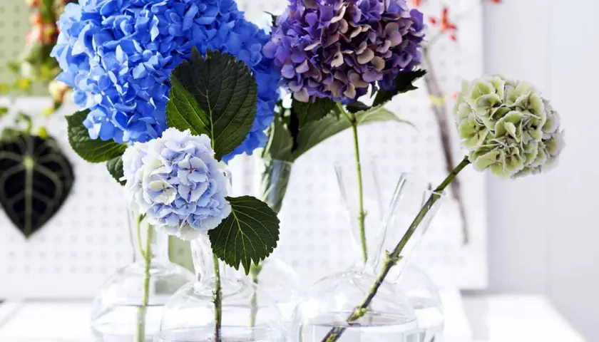 Composition florale avec hortensia bleu vif, violet et vert pâle dans des vases en verre.