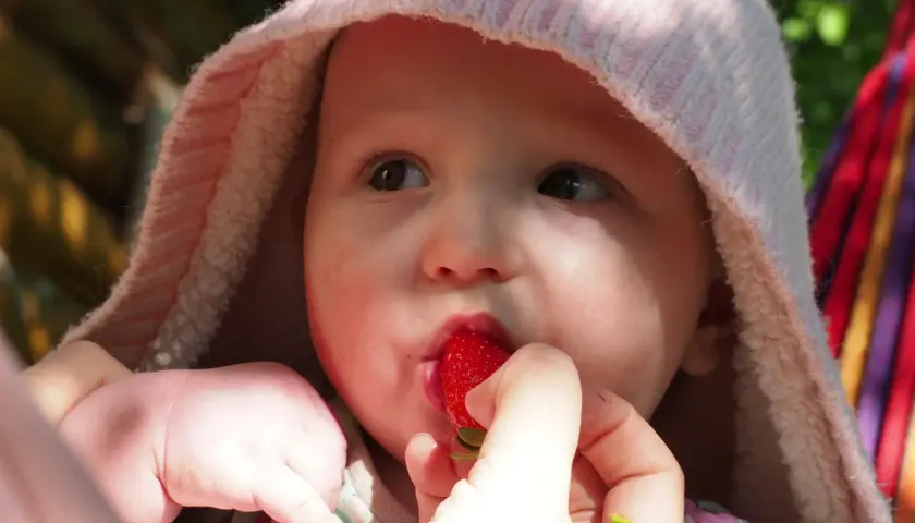 Malutkie rączki podają soczystą truskawkę do buzi niemowlaka. Słodkie pierwsze smaki.