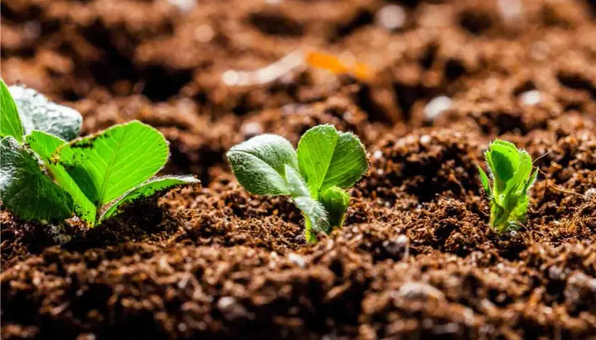Germogli verdi spuntano da un terriccio senza torba, promettendo una nuova vita.