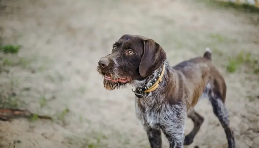 Ein brauner Deutsch Drahthaar, eine vielseitige jagdhund rasse, steht auf sandigem Boden.