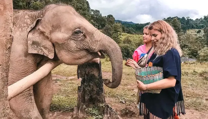 Besuch einer thailand elefanten auffangstation. Ein Elefant streckt seinen Rüssel nach Futter aus, das ihm zwei Frauen reichen.