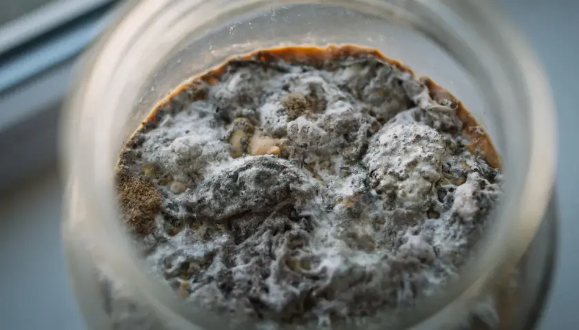 Das kombucha pilz aussehen ist faszinierend: eine raue, graue und weiße Masse mit braunen Spuren, die in einem Glas wächst.