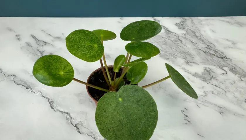 En krukväxt med runda, gröna blad som liknar myntablad. Bladen på denna pilea mojito har en marmorerad, ljusgrön textur.