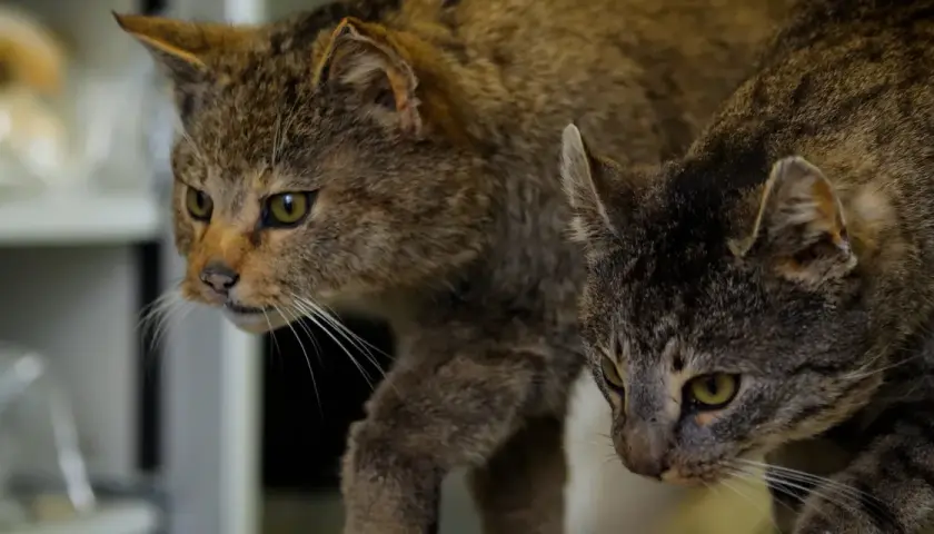 Zwei Katzen, eine mit wilderem Fell, die andere ein Hauskatze hybrid, blicken neugierig in die Ferne.