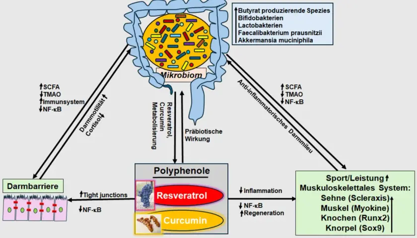 Polyphenole wie Resveratrol und Curcumin beeinflussen das Mikrobiom und die Darmbarriere. Ihre Wirkung kann Entzündungen reduzieren und die Regeneration fördern.