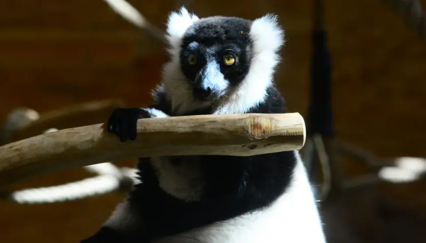 Czarno-biały lemur siedzi na gałęzi, jego oczy błyszczą. To jeden z gatunków, które są endemity Madagaskaru.