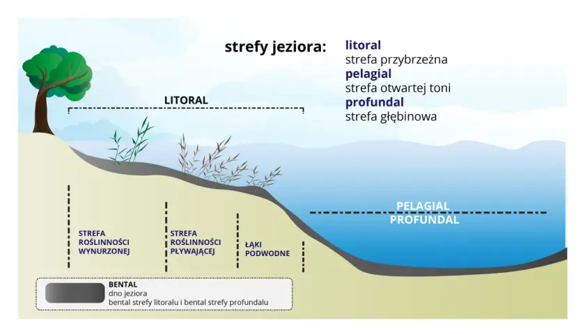 Ilustracja przedstawia strefy jeziora: litoral z roślinnością wynurzoną i pływającą, pelagial i profundal.