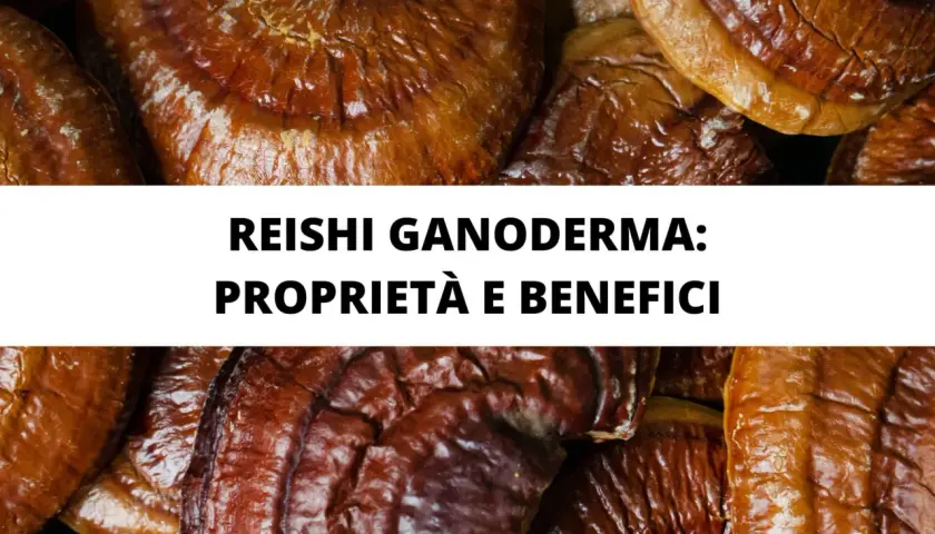 Reishi Ganoderma: proprietà e benefici. Funghi medicinali noti per i loro effetti positivi sulla salute.