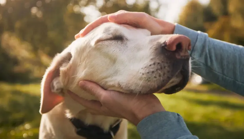 Delikatne głaskanie psa, który powoli odchodzi. Ostatnie chwile, miłość i spokój. Jak umiera labrador.