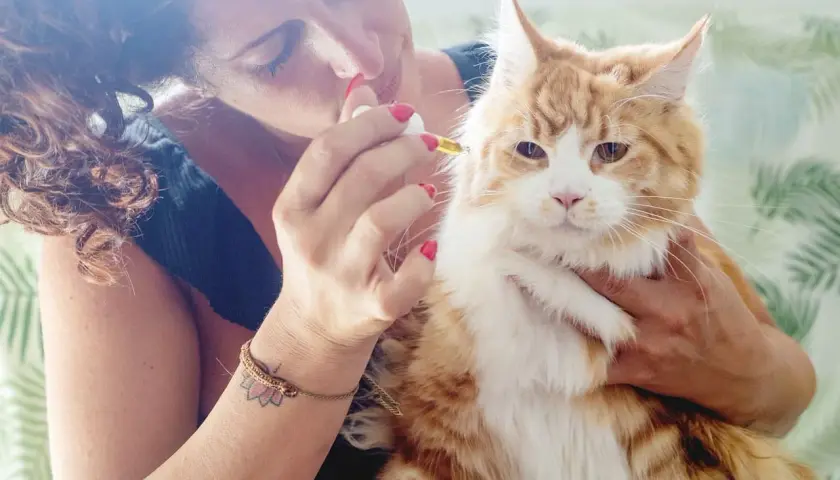 Kobieta podaje kotu, rudemu Maine Coonowi, krople oleju lnianego.