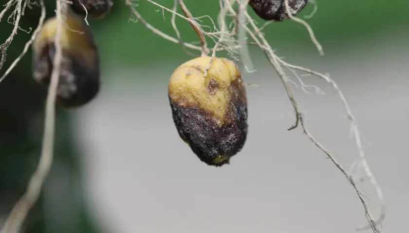 Petites pommes de terre jaunies et brunies, atteintes par un parasite, avec des racines fines.