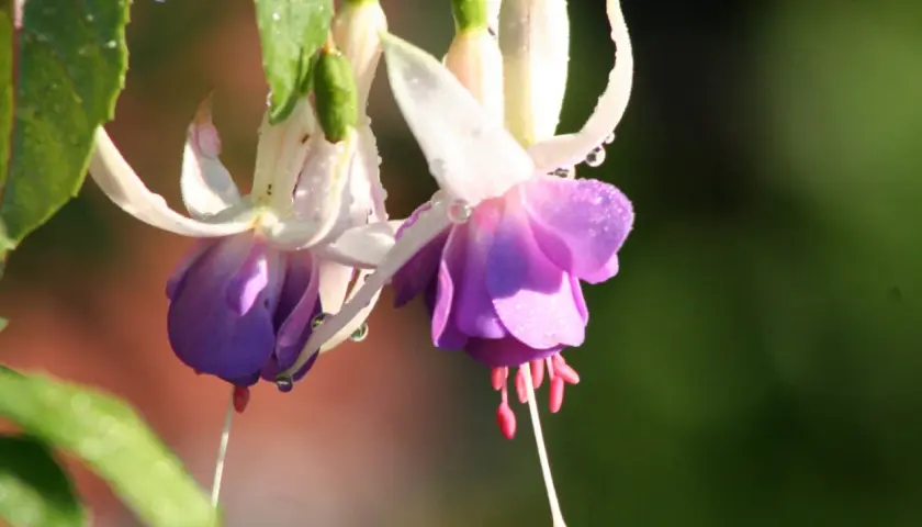 Två hängande fuchsia utomhus med daggdroppar på kronbladen.