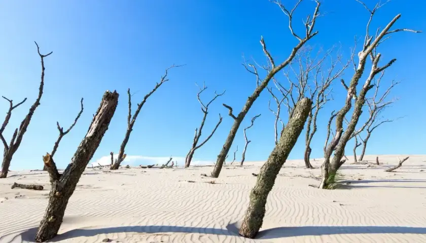 Suche kikuty drzew na piaszczystej wydmie, tworzące surrealistyczny krajobraz pustyni w Polsce nad morzem.