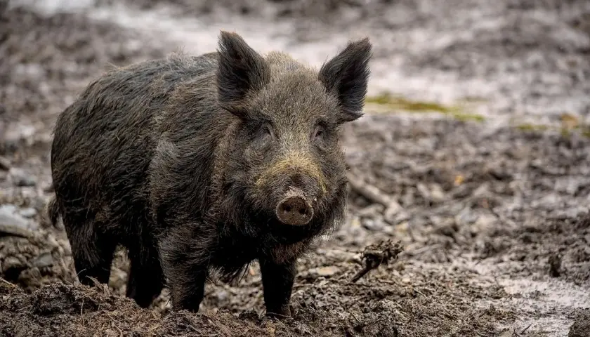 Dziki dzik w błocie. Dorosły osobnik może ważyć nawet 200 kg, co czyni go potężnym zwierzęciem.