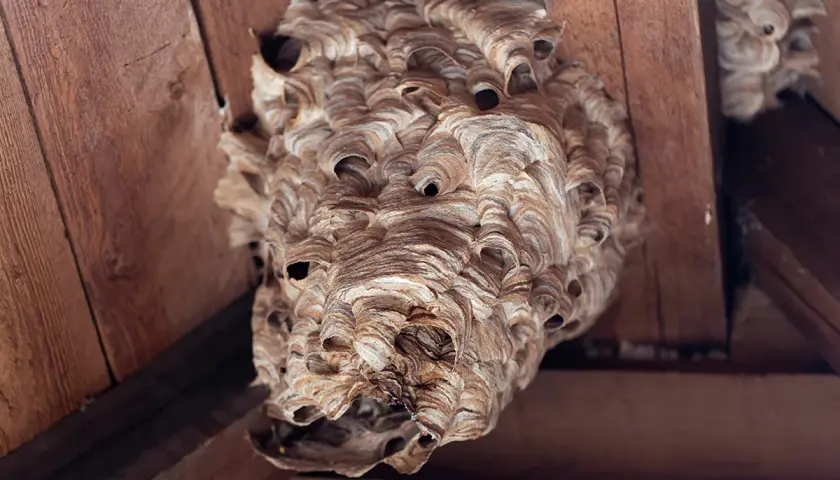 Detailaufnahme eines Hornissen Nestbaus unter Holzbalken. Die Wabenstruktur ist aus papierartigem Material gefertigt.