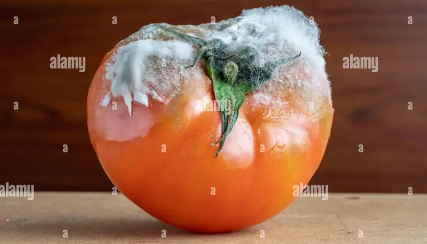 Pomodoro con botrite, muffa bianca e grigia che ricopre il picciolo e parte del frutto.