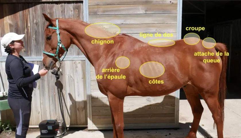 Un cheval maigre, marron, est examiné par une femme. Des zones sont annotées : chignon, ligne de dos, croupe, attache de la queue, arrière de l'épaule, côtes.