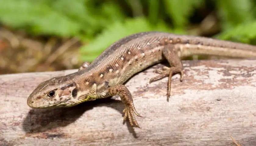 Lagartija de campo descansando sobre un tronco. ¿Cuanto vive una lagartija? Depende de la especie, pero suelen ser longevas.