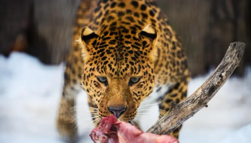 Leopardo con su pelaje moteado, comiendo carne cruda en la nieve. Así es como comen los leopardos.