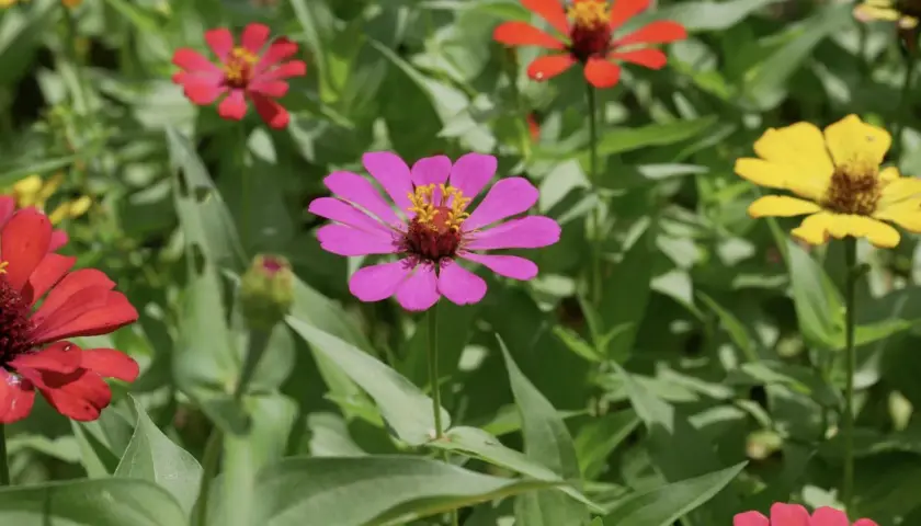 Bunte Zinnien blühen im Garten. Ein idealer zinnien standort ist sonnig und geschützt.