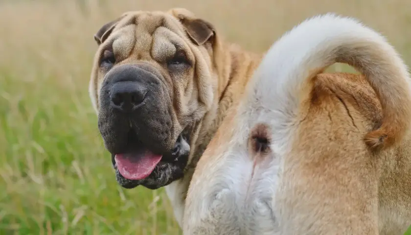 Mi perro tiene el ano irritado. ¿Qué le puedo poner? Un Shar Pei con la cola enroscada y el ano visible.