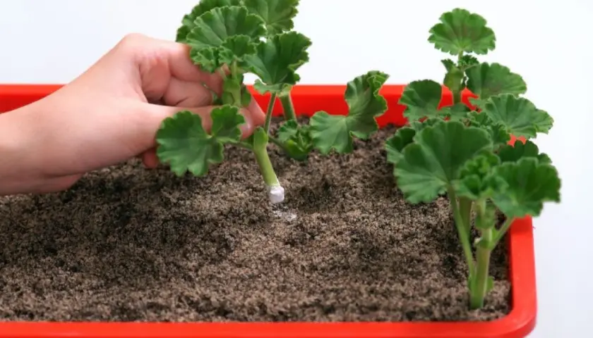 Dłoń sadzi ukorzenioną sadzonkę pelargonii do ziemi. Prosty sposób, jak zrobić sadzonki pelargonii.