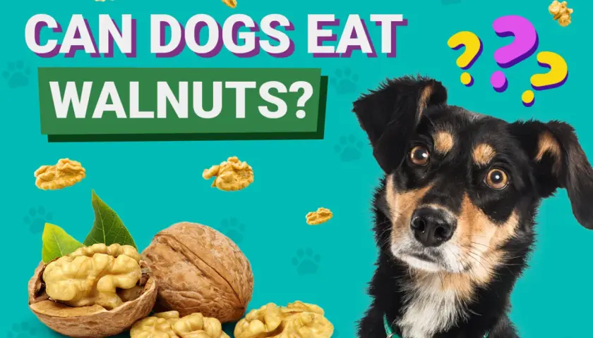 A curious dog looks at walnuts, wondering, "Can dogs eat walnuts?" The image features whole and shelled walnuts scattered around.