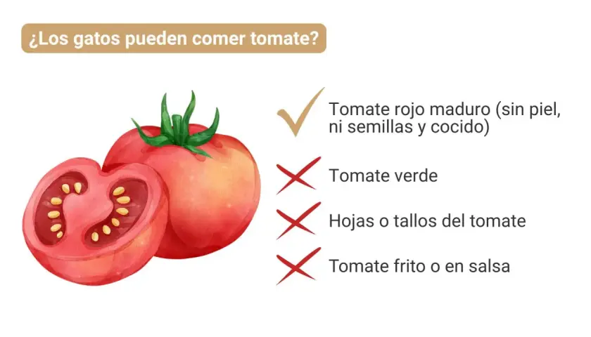 ¿Los gatos pueden comer tomate? Sí, tomate rojo maduro sin piel, semillas y cocido. Evita tomate verde, hojas, tallos y frito.