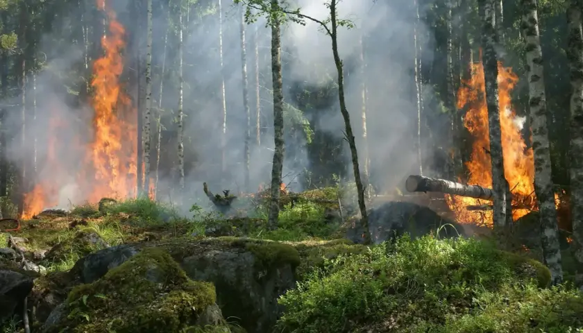 Las płonie, dym unosi się wśród drzew. To przerażające skutki zmian klimatu, które niszczą naszą planetę.