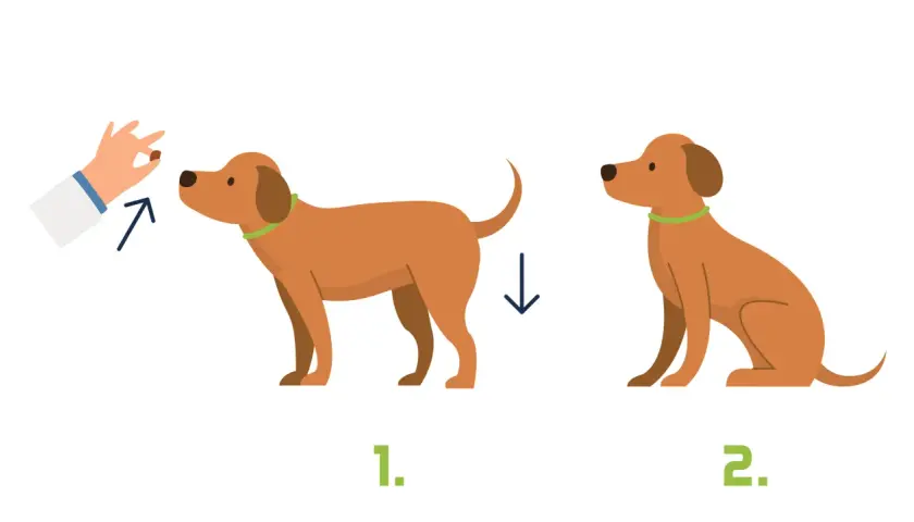 Ein Hund sitzt. Zuerst bekommt er ein Leckerli, dann sitzt er.