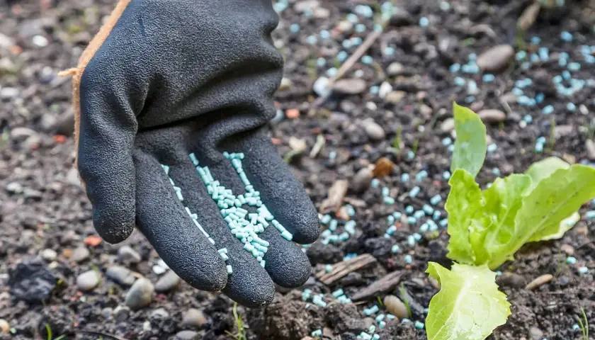 Gärtner streut Schneckenkorn um junge Salatpflanzen. So wirkt Schneckenkorn: Es schützt die zarten Blätter vor gefräßigen Schnecken.