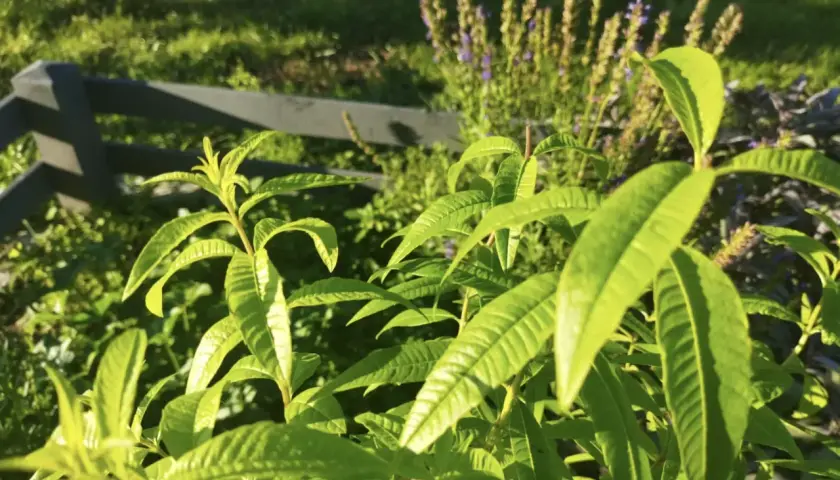 Zielone liście werbeny cytrynowej na tle trawy i kwiatów.