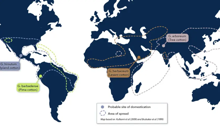 Map showing probable domestication sites and spread areas for different cotton species. G. hirsutum and G. barbadense are native to the Americas, while G. herbaceum and G. arboreum are native to Africa and Asia.