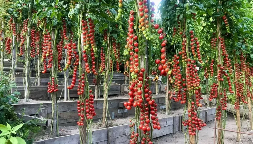 Tomatplantor med klasar av mogna röda körsbärstomater som hänger ner. Bilderna visar hur friska tomater ser ut, utan sjukdomar.