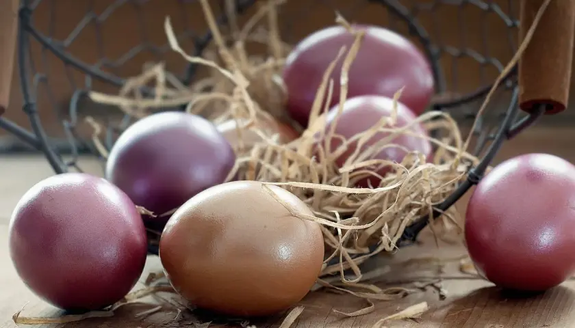 Œufs de poule Marans aux teintes pourpres et brunes, nichés dans un panier en paille sur fond de bois.