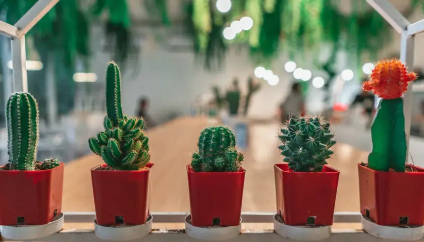 Cinq cactus en pots rouges, dont une bouture cactus orange vif, alignés sur une étagère blanche.