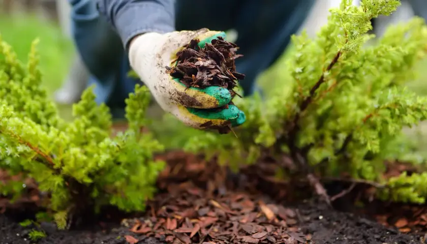 Gartenarbeit: Eine Hand mit Handschuh hält Rindenmulch für das Mulchen mit Stroh um eine kleine grüne Pflanze.