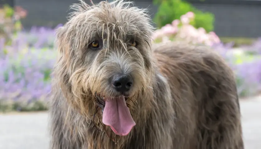Ein Irish Wolfhound mit hängender Zunge, dessen Fell etwas struppig aussieht. Bei dieser Rasse sind einige irischer Wolfshund Krankheiten zu beachten.