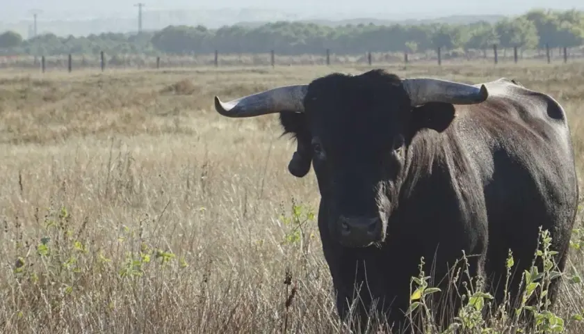 Toro negro con cuernos imponentes en un campo seco, símbolo de la ganadería más antigua de España.