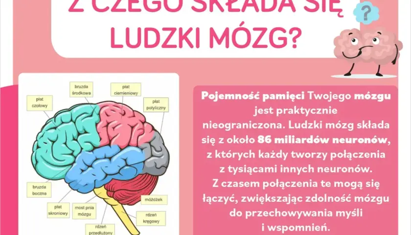 Schemat budowy neuronu w ludzkim mózgu, pokazujący jego płaty i połączenia.