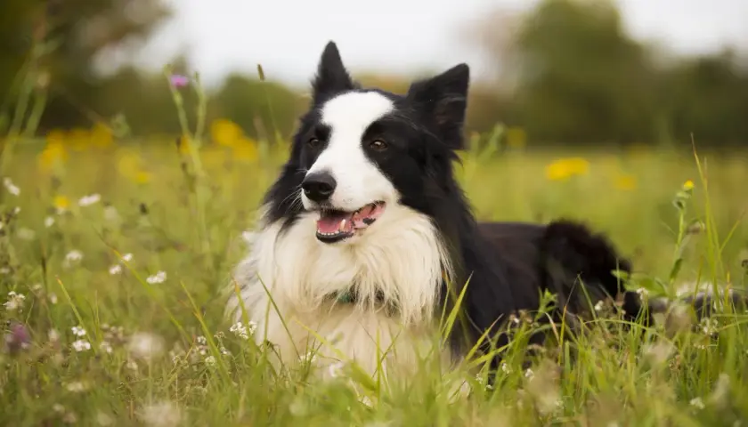 Inteligentny border collie leży w trawie, otoczony polnymi kwiatami. Jego czarno-białe futro i bystre oczy doskonale oddają, jak wygląda border collie.