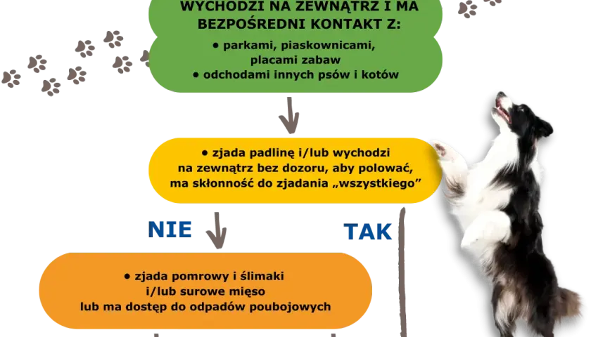 Jak często odrobaczać psa? Kluczowe zasady, by uniknąć problemów zdrowotnych