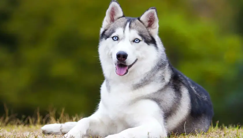 Jak wygląda husky? Poznaj charakterystyczne cechy i kolory tej pięknej rasy