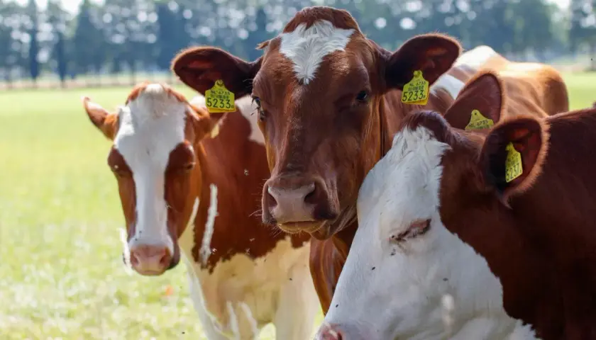 Tre mucche marroni e bianche in un prato verde, sembrano sognare. Hanno etichette gialle con numeri.