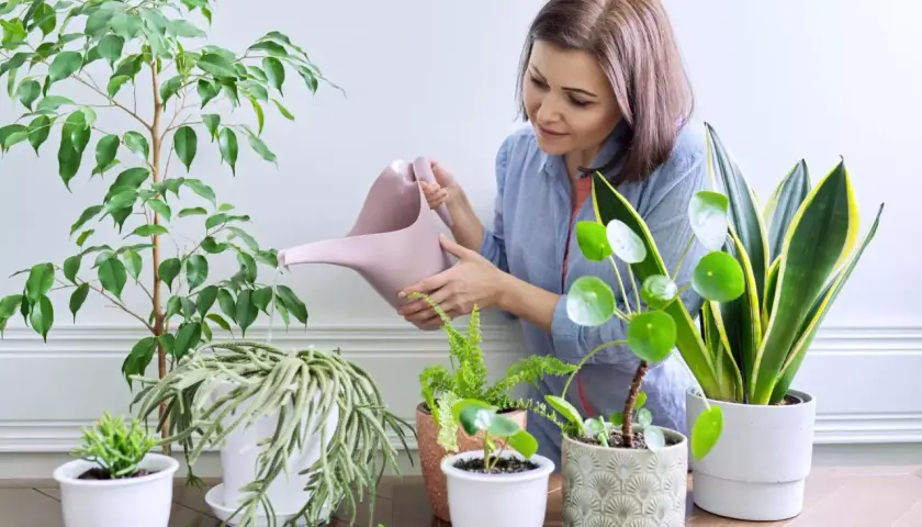 Kobieta podlewa rośliny w domu. Dowiedz się, jak często podlewać kwiaty w domu, by cieszyć się ich pięknem.