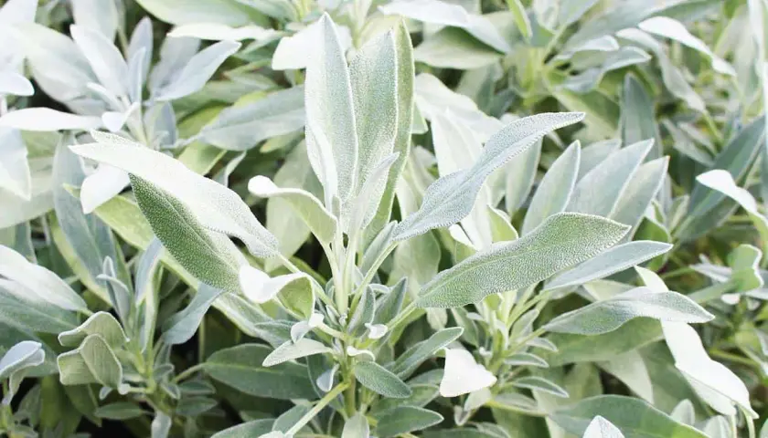 Foglie di salvia, nota per le sue proprietà benefiche.