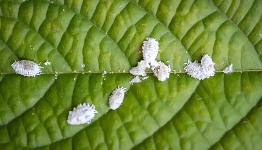 Petites cochenilles cotonneuses, certaines produisant du miellat, se déplacent sur une feuille verte.