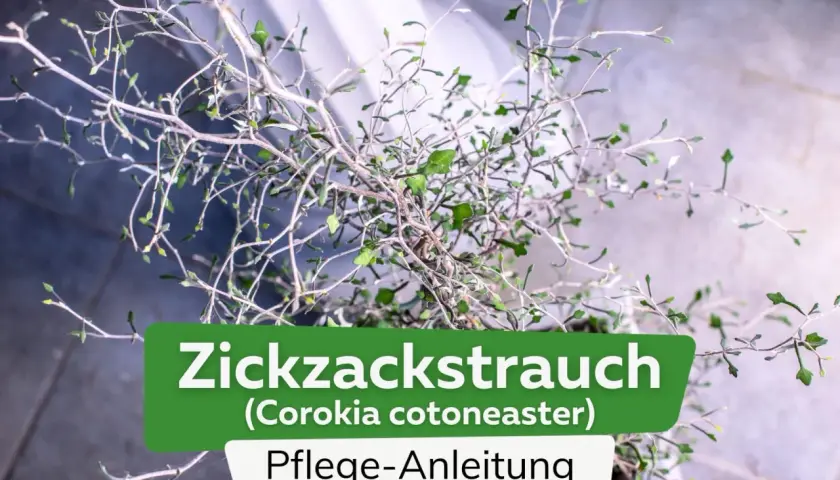 Ein Zickzackstrauch (Corokia cotoneaster) mit detaillierter Pflege-Anleitung.