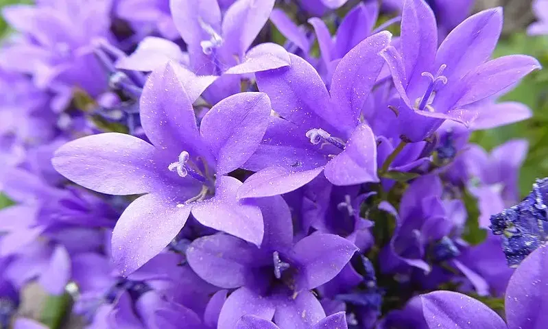  Campanula dzwoneczki doniczkowe - piękne fioletowe kwiaty do ogrodu