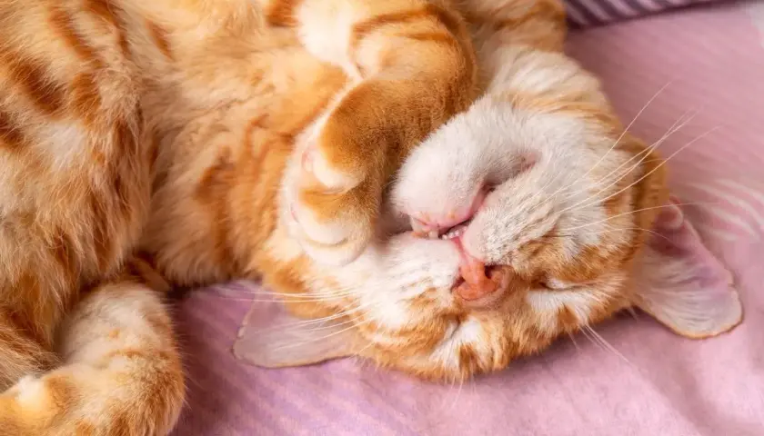 Eine orange getigerte Katze schläft tief und fest, die Pfote vor dem Gesicht. Man kann fast hören, wie die Katze schnarcht.